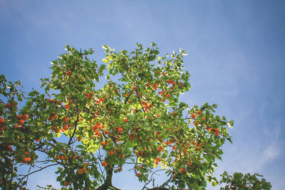 An orange tree producing fruit