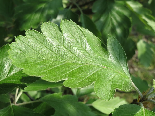 A healthy green leaf from a tree in Ladue
