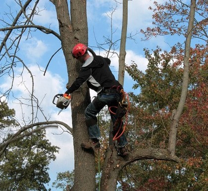 An arborist in a tree performing a top down tree removal in Ladue, MO