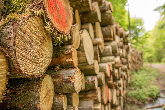 A large stack of logs