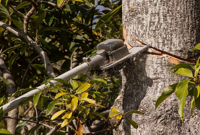 An extendable saw being used for tree trimming