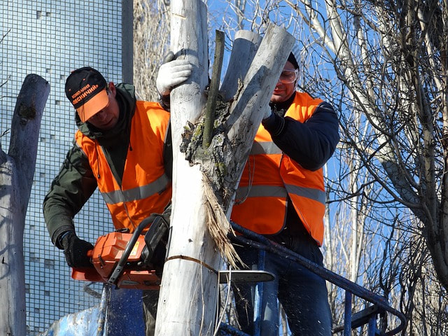 Two tree surgeons in orange neon vests felling a tree close to a building